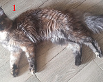 Кошки в Новосибирске: Котята Мэйн-кун Девочка, Бесплатно - фото 6