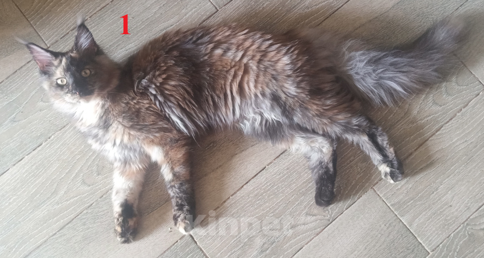 Кошки в Новосибирске: Котята Мэйн-кун Девочка, Бесплатно - фото 6