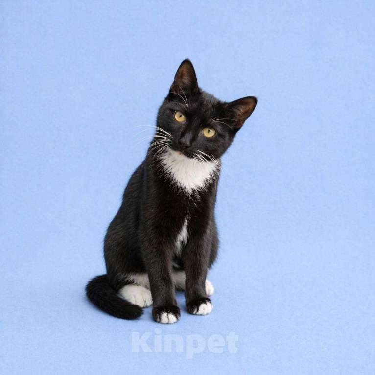 Кошки в Москве: Крошик ищет дом Мальчик, Бесплатно - фото 1