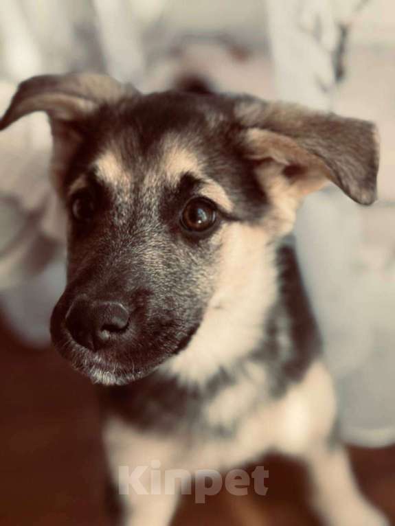 Собаки в Иркутске: Малышка в добрые руки Девочка, Бесплатно - фото 3