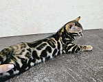 Кошки в Самаре: Бенгальский котенок Мальчик, Бесплатно - фото 6