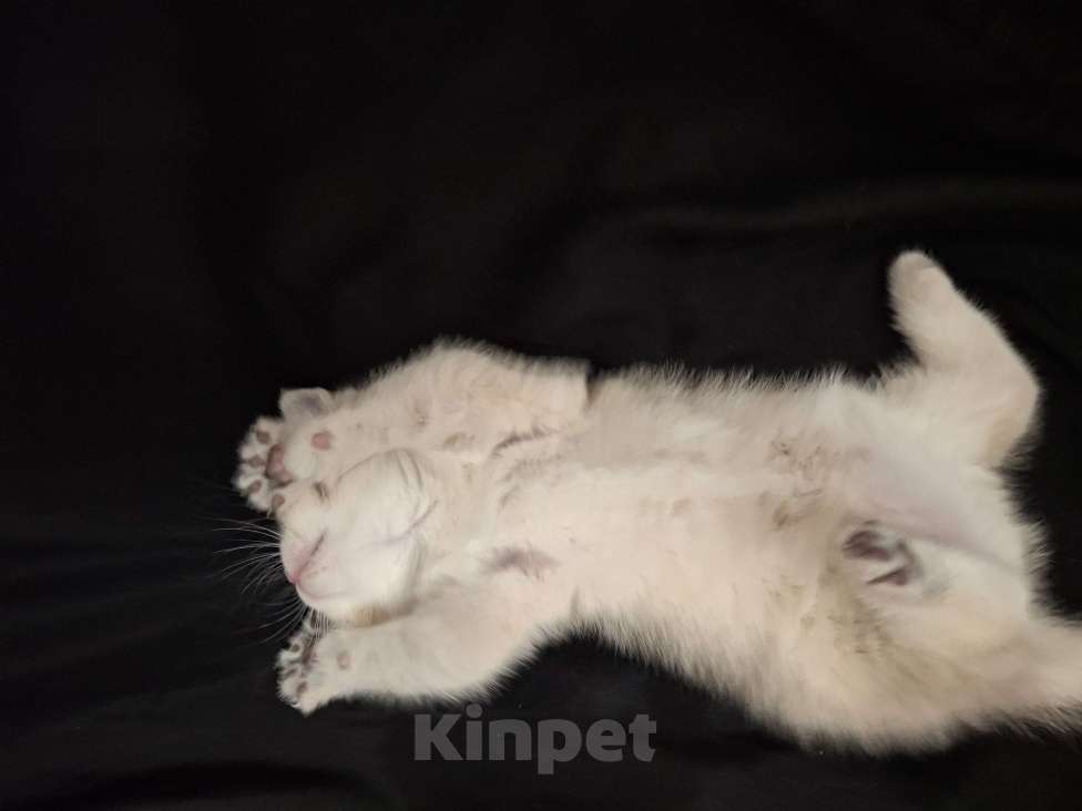 Кошки в Москве: Шотланская кошечка "голубое золото" Девочка, 37 000 руб. - фото 2