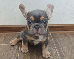 Собаки в Белореченске: Французский бульдог Мальчик, Бесплатно - фото 7