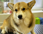 Собаки в Севастополе: Вязка собак Вельш Корги Пемброк Мальчик, 1 руб. - фото 1