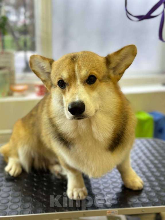 Собаки в Севастополе: Вязка собак Вельш Корги Пемброк Мальчик, 1 руб. - фото 1