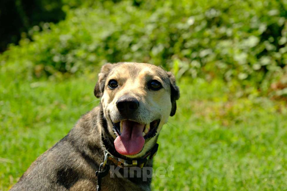 Собаки в других городах Краснодарского края: Добрый кроткий пес чипирован кастрирован в дар с доставкой Мальчик, Бесплатно - фото 6