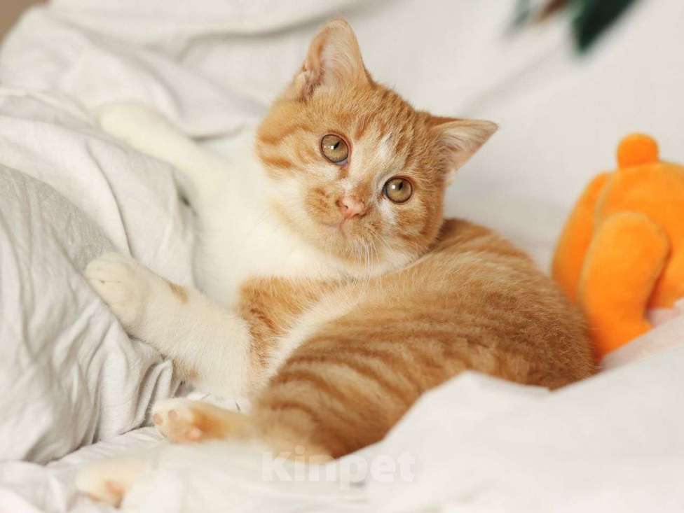 Кошки в Москве: Рыжий котенок ищет дом  Мальчик, Бесплатно - фото 1