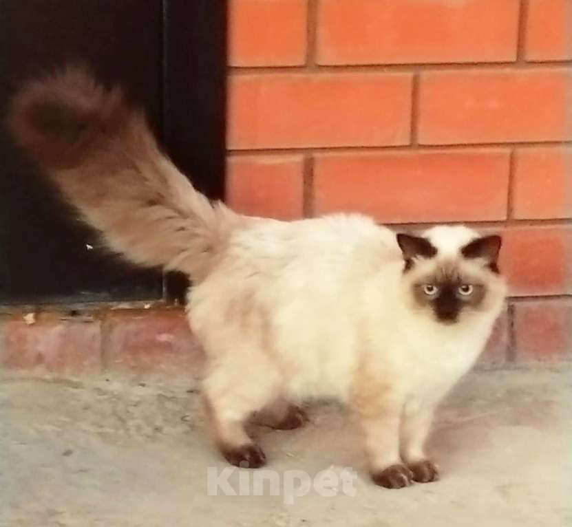 Кошки в Краснодаре: Кот Невской маскарадной породы вязка Мальчик, 5 000 руб. - фото 1