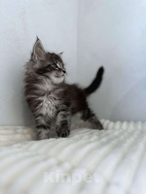 Кошки в Москве: Мейн-кун котенок NS Мальчик, 80 000 руб. - фото 3