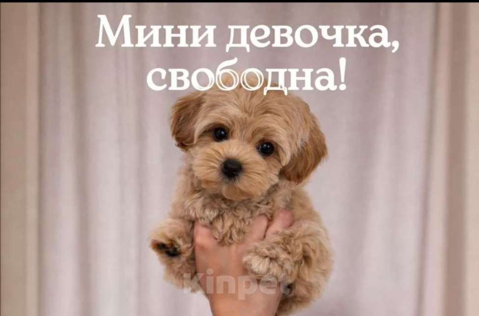 Собаки в Краснодаре: Девочка Девочка, Бесплатно - фото 1