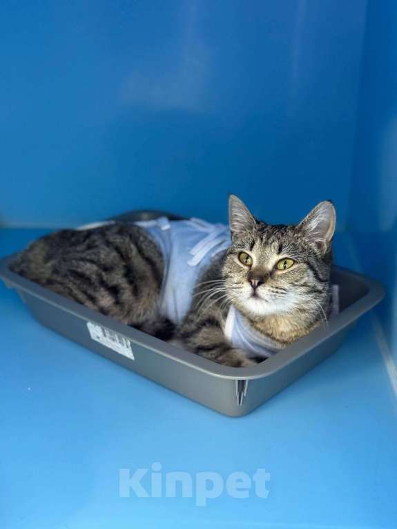 Кошки в Москве: Ласковый котенок Алсу  Девочка, Бесплатно - фото 3