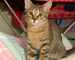 Кошки в Москве: Котёнок Фунтик Мальчик, Бесплатно - фото 3