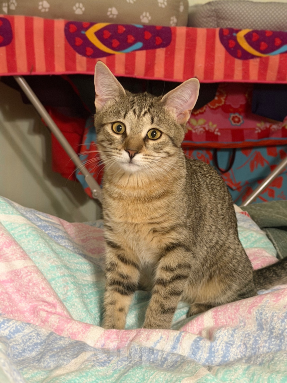 Кошки в Москве: Котёнок Фунтик Мальчик, Бесплатно - фото 3