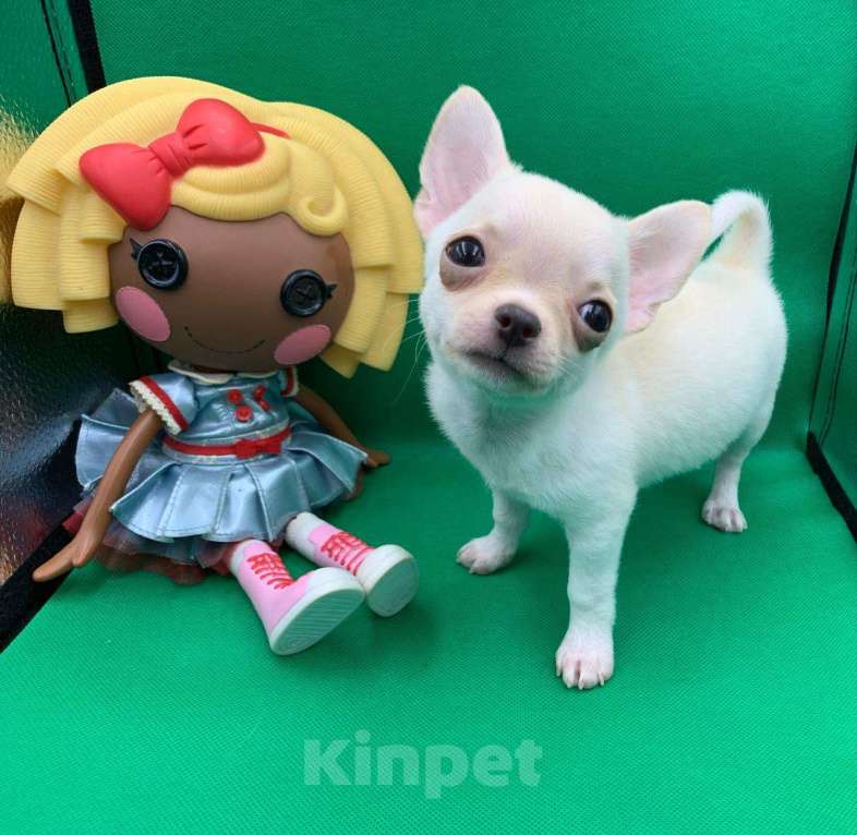 Собаки в Москве: Щенок чихуахуа мальчик короткошерстный.  Мальчик, 60 000 руб. - фото 10