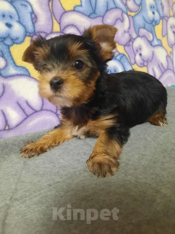 Собаки в других городах Тверской области: Милые Йорки Девочка, 30 000 руб. - фото 7