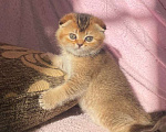 Кошки в Краснодаре: Шотландская вислоухая Девочка, 9 000 руб. - фото 1