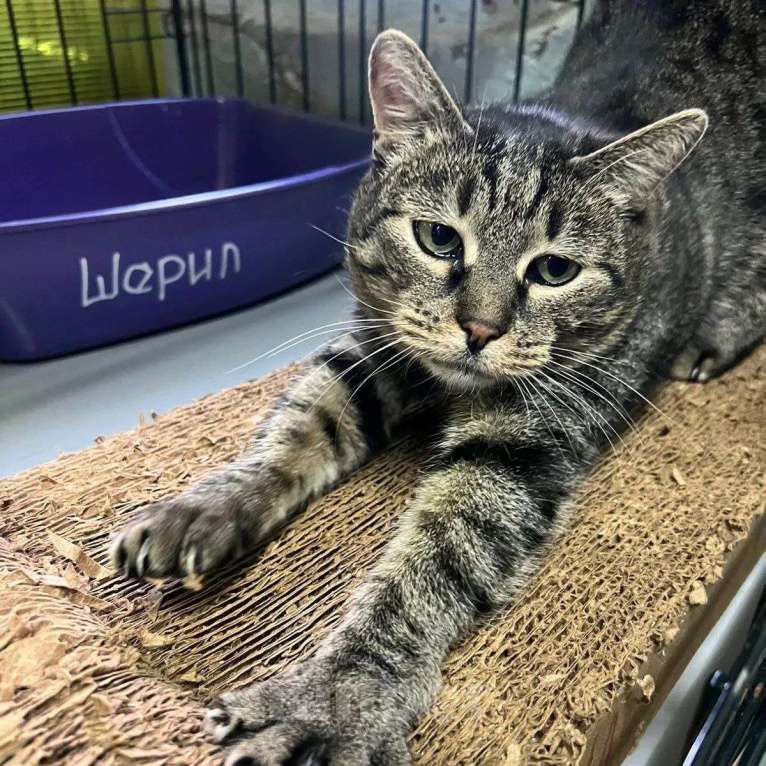 Кошки в Москве: Спасите Шерил из клеточки! Девочка, Бесплатно - фото 5