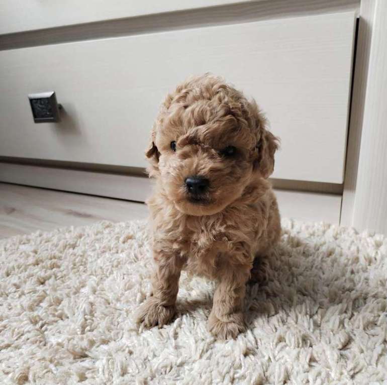 Собаки в Смоленске: той-пудель Мальчик, 69 000 руб. - фото 1