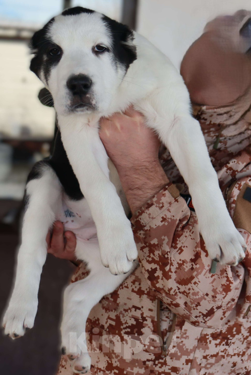 Собаки в Краснодаре: Щенок САО Девочка, 35 000 руб. - фото 2