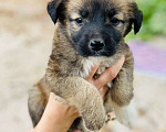 Собаки в Подольске: Щенок Адриана в дар Девочка, Бесплатно - фото 3