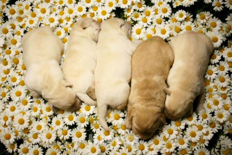 Собаки в Москве: Щенки Лабрадора  Мальчик, 70 000 руб. - фото 2