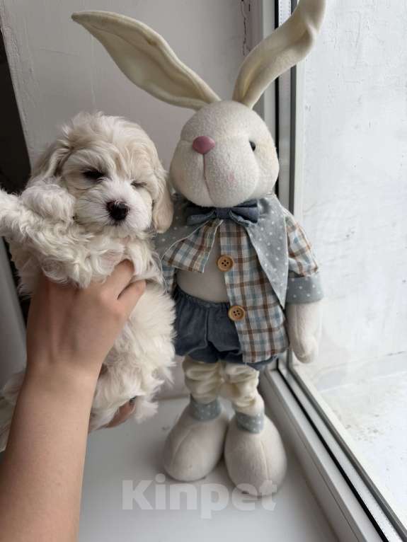 Собаки в Иваново: Той-пудель Мальчик, 80 000 руб. - фото 9