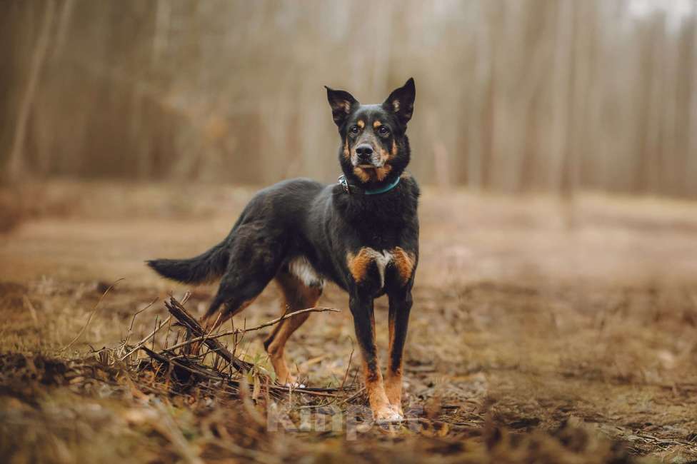 Собаки в Москве: Верный пес в добрые руки Мальчик, Бесплатно - фото 2