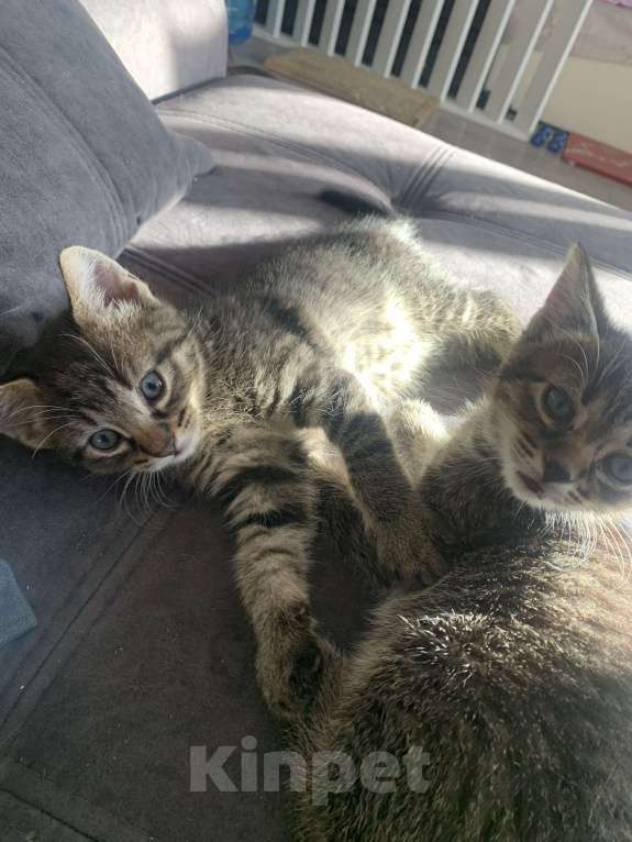 Кошки в Москве: Продам котенка редкой породы охос азулес Мальчик, 15 000 руб. - фото 5