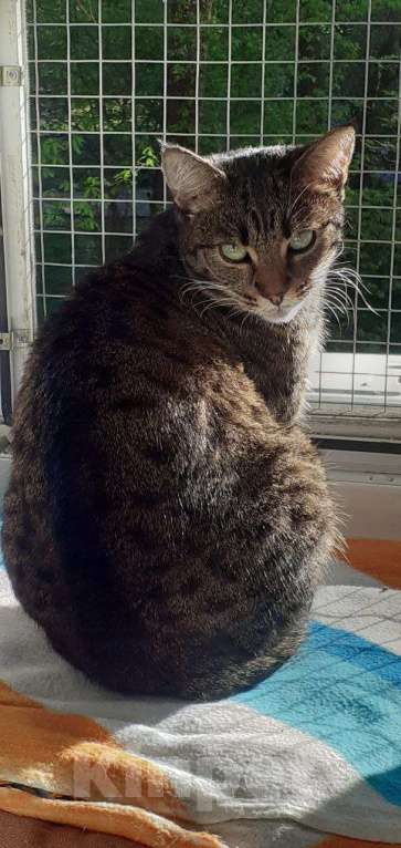 Кошки в Москве: кошка Бася ищет дом Девочка, Бесплатно - фото 3