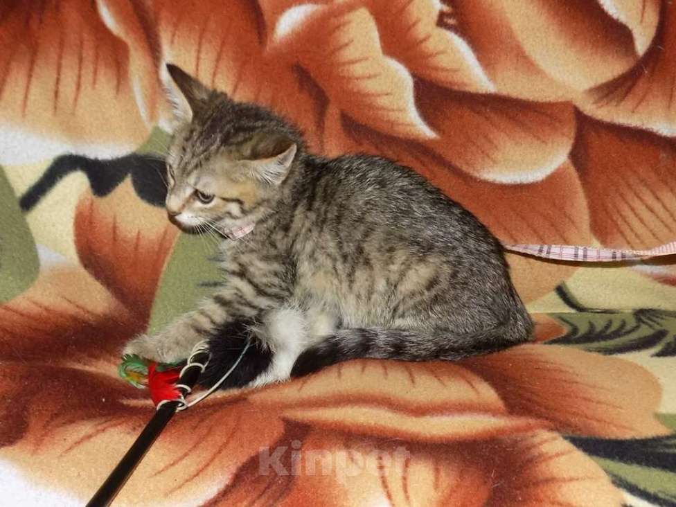 Кошки в Москве: Оцикет девочки (маленькие рыси) Девочка, 20 000 руб. - фото 3