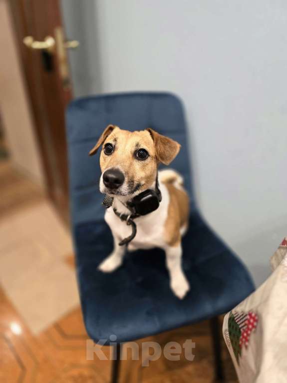 Собаки в Москве: Отдам собаку в надежные руки Мальчик, Бесплатно - фото 2