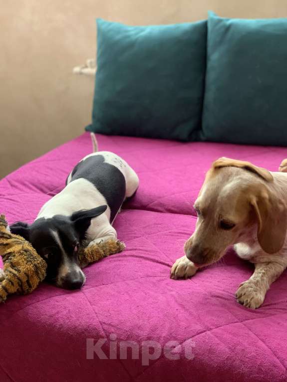 Собаки в Анапе: Взрослая собака в добрые руки Девочка, Бесплатно - фото 7