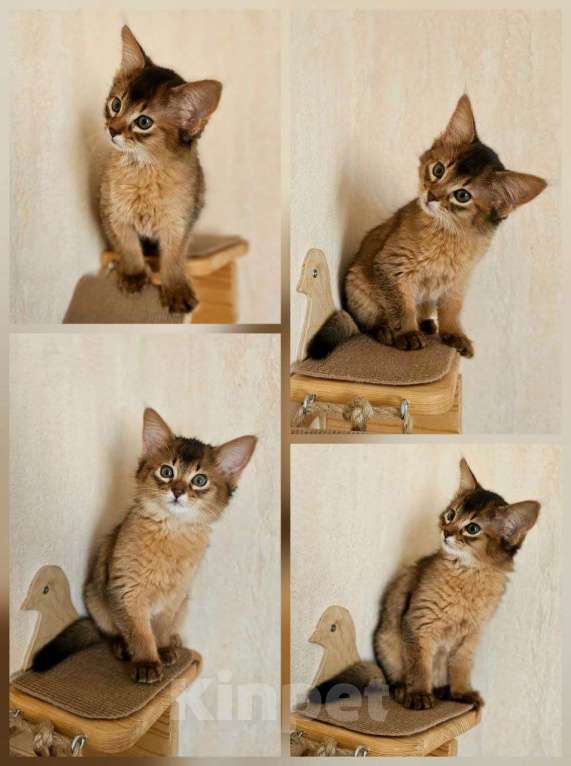 Кошки в Волгограде: Сомалийская кошечка  Девочка, 50 000 руб. - фото 2