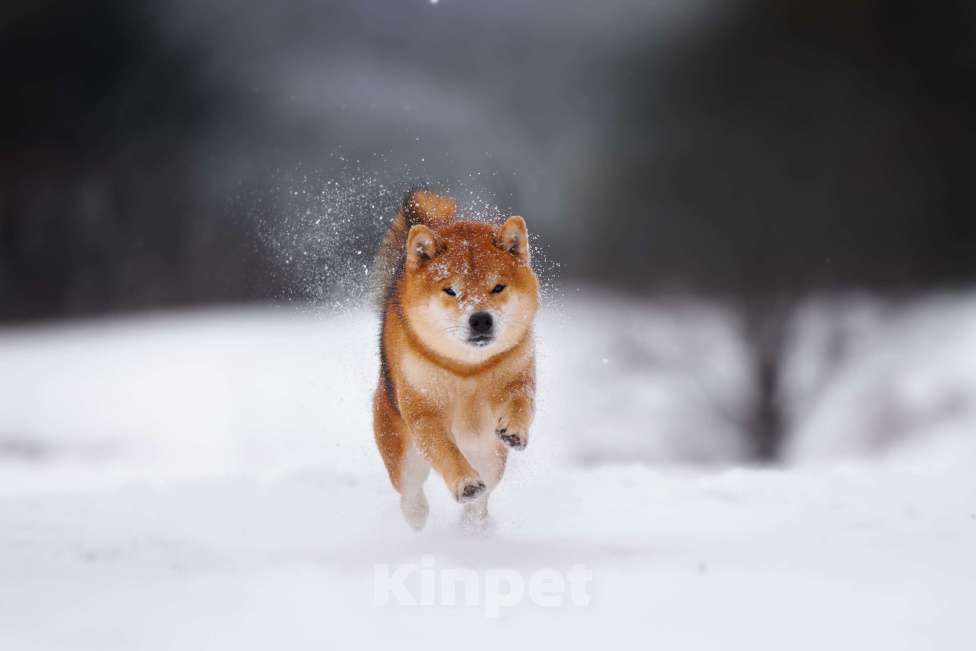 Собаки в Москве: Сиба вязка Интерчемпион Мальчик, Бесплатно - фото 5