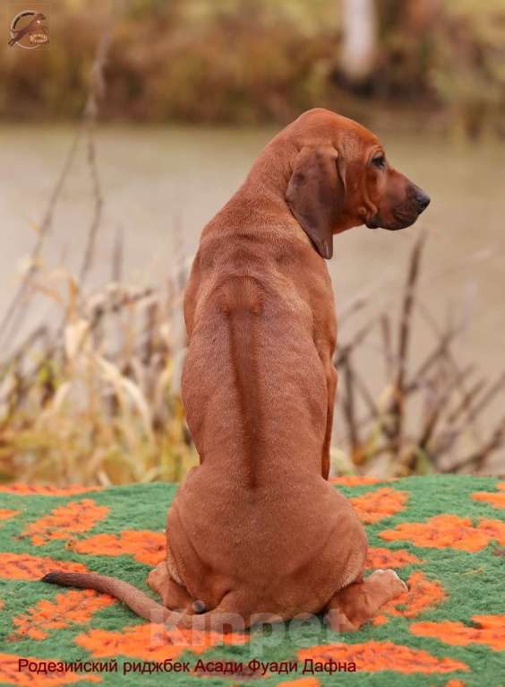 Собаки в Москве: Девочка родезийский риджбек Девочка, Бесплатно - фото 3