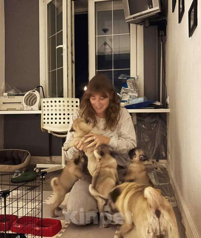 Собаки в Москве: Шери Шанель Девочка, 85 000 руб. - фото 2