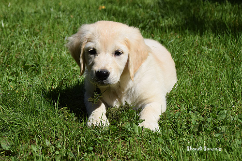 Золотистый ретривер