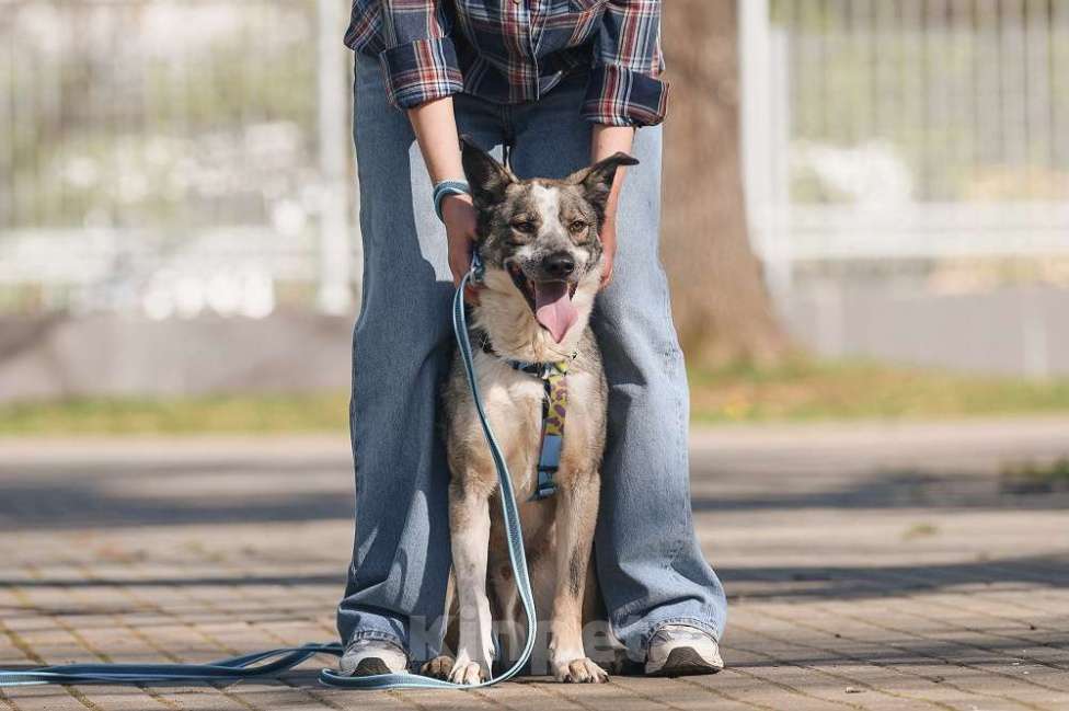 Собаки в Москве: Обаятельный и привлекательный Джаз ищет семью, которую будет бесконечно любить! Мальчик, Бесплатно - фото 7