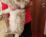 Кошки в Москве: Вязка с котом мейн-кун, 5 000 руб. - фото 4