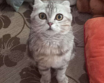 Кошки в Майкопе: Котодети, 5 000 руб. - фото 9
