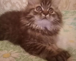 Кошки в Ковровом: Продаю котят персов. Мальчик, 3 000 руб. - фото 1