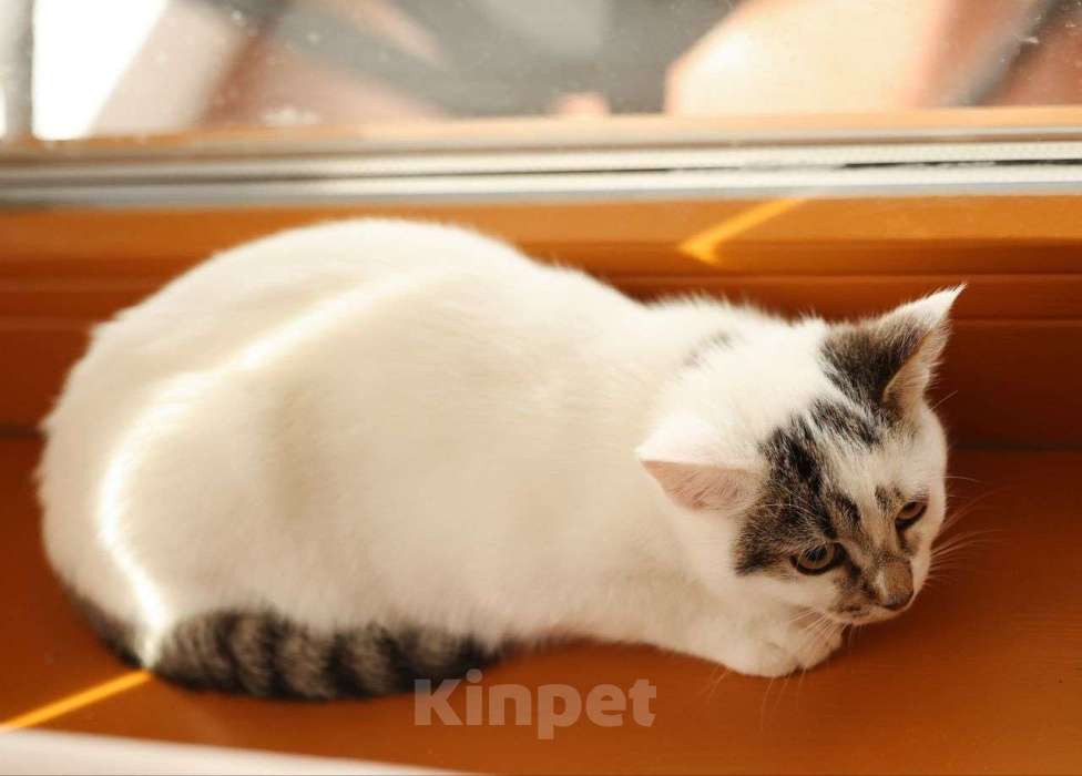 Кошки в Москве: Варю никто не замечает  Девочка, Бесплатно - фото 3