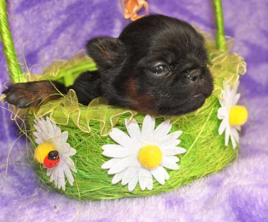 Собаки в Москве: Девочка пти-брабансон Девочка, 50 000 руб. - фото 3