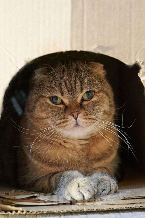 Кошки в Москве: Кошка Белла в добрые руки Девочка, Бесплатно - фото 2