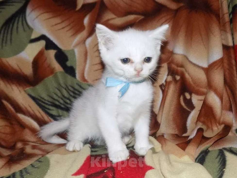 Кошки в Москве: Британские котята Девочка, 15 000 руб. - фото 4