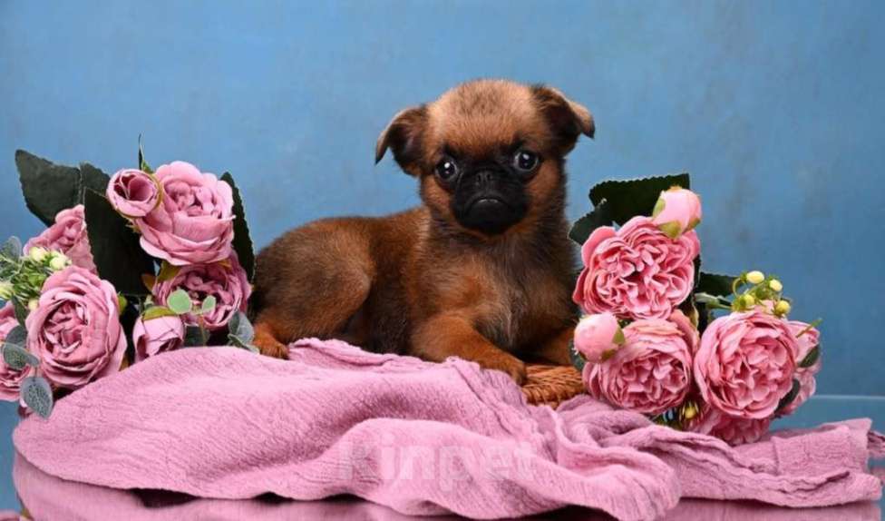 Собаки в Москве: Миниатюрная девочка пти-брабансон Девочка, 60 000 руб. - фото 1