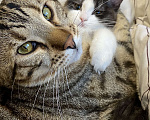Кошки в Челябинске: Кот ДжоДжо  Мальчик, Бесплатно - фото 1