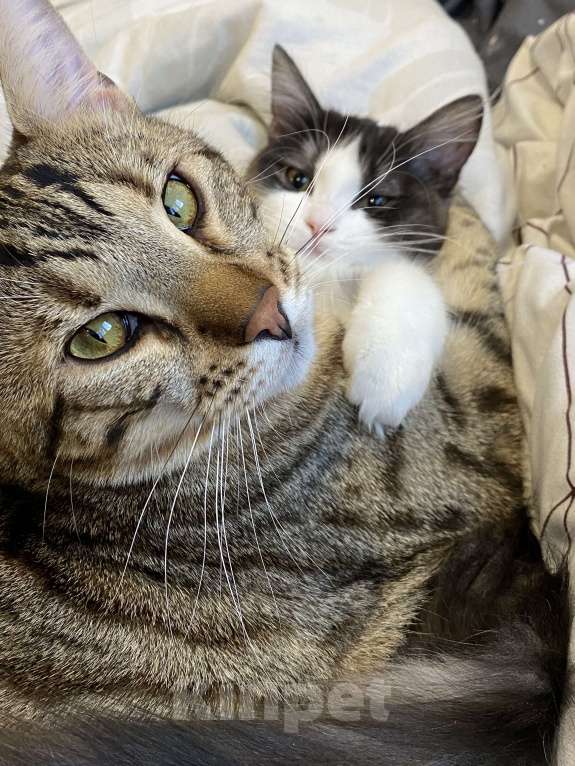 Кошки в Челябинске: Кот ДжоДжо  Мальчик, Бесплатно - фото 1
