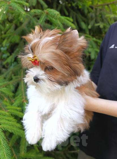 Собаки в Москве: Русалка, мальчик, очень перспективный Мальчик, 100 000 руб. - фото 5