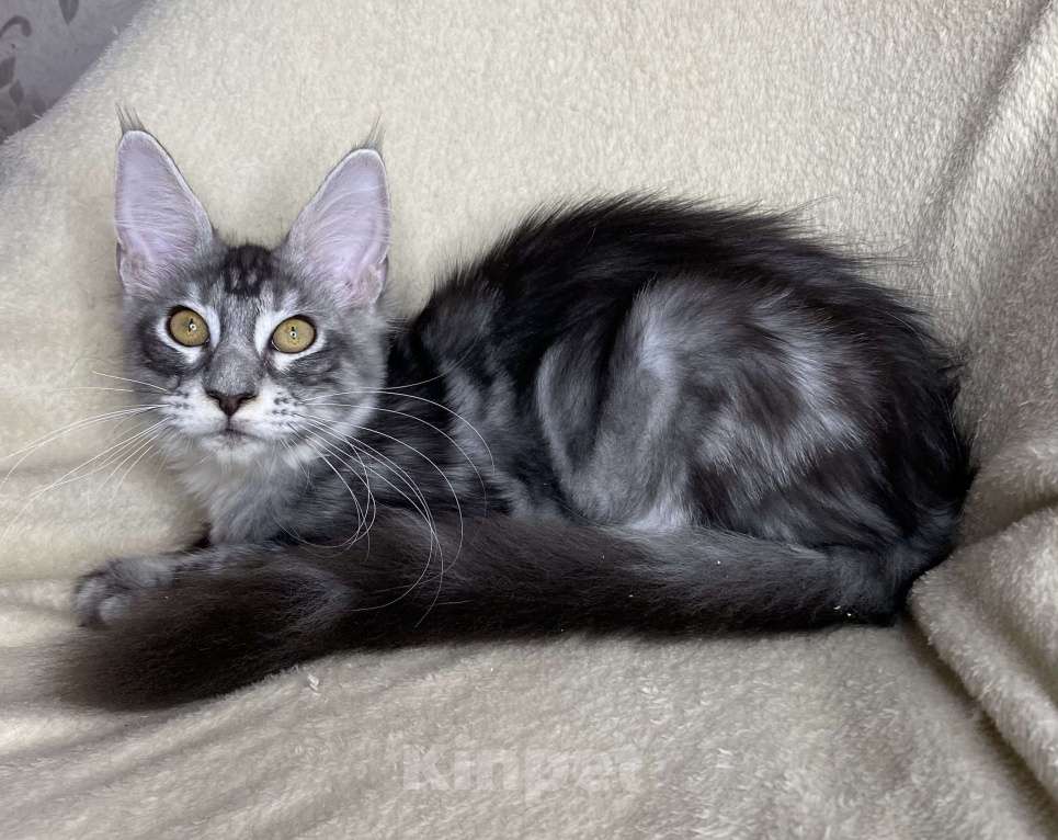 Кошки в Дмитрове: Черная серебристая мраморная девочка мейн кун Roberta Девочка, 30 000 руб. - фото 3